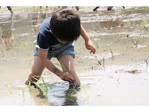 【新潟県湯沢町】地域とともに続く食育イベント！泥んこになって学ぶ「南魚沼産コシヒカリ田植え体験」