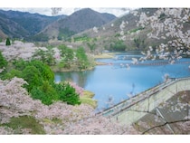 【京都府南丹市】美山町で「大野ダムさくら祭り」開催！湖畔に咲き誇る桜や地元ならではの味覚を楽しもう