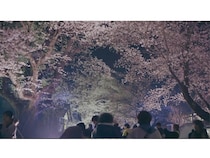 【山形県鶴岡市】国指定史跡「松ヶ岡開墾場」で音×光×食の体験型夜桜ライトアップイベント開催！