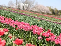 【大阪府堺市】「堺・緑のミュージアム ハーベストの丘」でチューリップを楽しもう。愛犬との撮影やチューリップの花摘み体験も