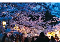 【兵庫県加古川市】約1,000本のソメイヨシノが咲き誇る日岡山公園で「ぼんぼりライトアップ」を実施中