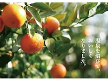 おおいた発の新ブランド「おおいた温泉みかん」誕生！季節ごとに様々な品種を楽しめる