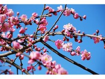 【新潟県田上町】田上町梅林公園とやさしい道の駅たがみで、「たがみうめまつり」開催！梅酒販売も