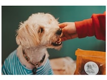 【東京都世田谷区】「ジャパンわんこエキスポ」でカヌレ専門店「KURAMAE CANNELÉ」が犬用カヌレを販売