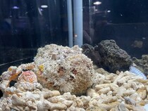 【三重県伊勢市】「ゼロ距離水族館 伊勢シーパラダイス」で、生きものの擬態能力に注目した特別展開催