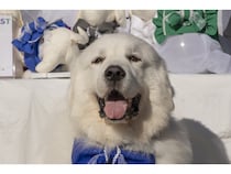 【岐阜県恵那市】愛犬と楽しめるゴルフリゾート「メダリオン・ベルグラビアリゾート」でドッグフェス！