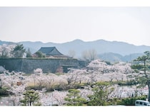 【兵庫県丹波篠山市】「丹波篠山さくらまつり」開催！グルメ企画やフォトコンテスト、市長室の一般開放など