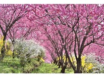 【群馬県中之条町】中之条ガーデンズで「花桃の丘まつり」開催中！マルシェや夜桜ライトアップも実施