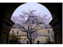 【京都府】MKタクシーが「混雑しない京都の桜穴場スポット30選」を公開！運行の知見を活用