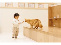 【沖縄県那覇市】『Cat Café MOFF 沖縄国際通り店』がオープン！約20頭の子ネコとふれあえる