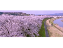 【福井県福井市】日本最大級の桜並木の絶景やさまざまな企画を楽しめる「第41回ふくい桜まつり」開催