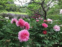 【奈良県葛城市】石光寺の春牡丹が4月中旬に見頃へ！360種2000株が境内を彩る「牡丹寺」