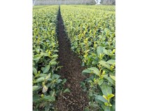 【静岡県牧之原市】新茶の季節に茶摘み体験を。「グリンピア牧之原」で珍種の露地もの新茶を収穫