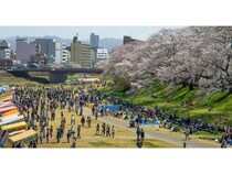 【福井県福井市】春を告げる桜イベント「第41回ふくい桜まつり」と「ふくい桜マラソン2026」開催！