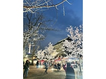 【京都府京都市】京都最大級のナイトマーケット「第12回京都夜市」開催！今回のテーマは“夜桜で乾杯”
