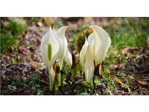 【兵庫県神戸市】六甲高山植物園でミズバショウが見頃！純白の群落を楽しむフォトスポットも