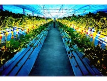 【兵庫県三田市】福助ファームにて「夜のいちご狩り」スタート。大人のいちご時間を満喫しよう