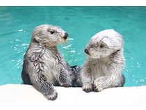 【三重県鳥羽市】「鳥羽旅館組合×鳥羽水族館」宿泊者限定で夜の水族館体験「ナイトアクアリウム」開催