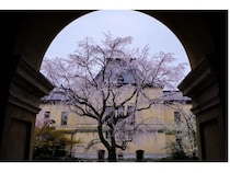 【京都府】MKタクシーが「混雑しない京都の桜穴場スポット30選」を公開！運行の知見を活用