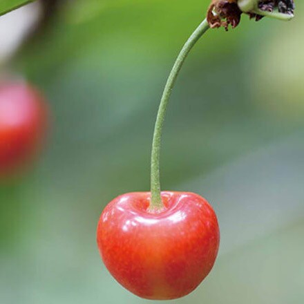 recommend_img