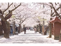 【岡山県真庭市・新庄村 】「休暇村蒜山高原」が桜の名所を散策するプログラムと春仕様のビュッフェプラン開始！