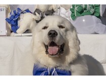 【岐阜県恵那市】愛犬と楽しめるゴルフリゾート「メダリオン・ベルグラビアリゾート」でドッグフェス！