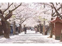 【岡山県真庭市・新庄村 】「休暇村蒜山高原」が桜の名所を散策するプログラムと春仕様のビュッフェプラン開始！