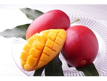 4月販売解禁の「太陽のタマゴ」など、食材の宝庫・宮崎県が生み出す春の食材を紹介！