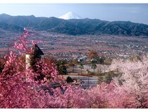 【山梨県山梨市】富士山と桃源郷が一緒に観られる「山梨県笛吹川フルーツ公園」お花見イベントを開催