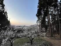 【長野県須坂市】「山の神キャンプ場」リニューアルオープン！薪・丸太使い放題で温泉も入り放題に