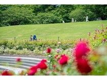 【群馬県前橋市】「Gunma Flower Park＋」で、バラやアジサイの見頃に合わせた無料直行バスを運行！
