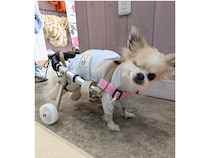 【大阪府東大阪市】地域密着型シニア犬・要介護犬専門の複合ケア拠点Rosette＋がオープン