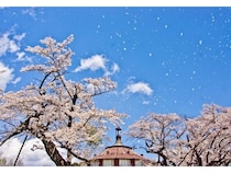 山梨県北杜市観光協会が桜の名所や開花状況を随時発信！最も美しい瞬間の桜を楽しもう