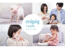 【富山県高岡市】マイクロブタとのふれあいを楽しめる「mipig cafe イオンモール高岡店」オープン！