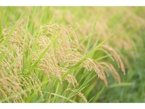 【長野県佐久市】農薬不使用の“生きもの田んぼ”で手作業での田植え体験！収穫後に1kgのお米が届く