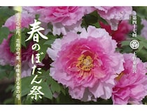 【東京都台東区】「上野東照宮 第四十七回 春のぼたん祭」開催！110品種・500株以上のぼたんを観賞