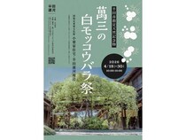 【愛知県半田市】国指定重要文化財・小栗家住宅と半田運河周辺で、「萬三の白モッコウバラ祭」開催！