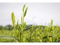 埼玉県狭山市で露地ものの新茶摘み開始！「狭山新茶まつり」や市内のお茶屋で販売