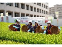 【埼玉県入間市】入間市役所の茶畑で「八十八夜新茶まつり」開催！手もみ実演、新茶の無料配布も