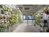 【大阪府大阪市】アートな希少植物「ビカクシダ」が大阪に登場！専門店「vandaka plants OSAKA」」オープン