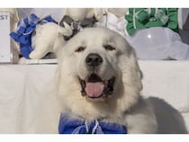 【岐阜県恵那市】愛犬と楽しめるゴルフリゾート「メダリオン・ベルグラビアリゾート」でドッグフェス！