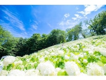 【東京都あきる野市】南沢あじさい山・わんダフルネイチャーヴィレッジで「秋川渓谷あじさいまつり」開催！