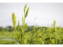 埼玉県狭山市で露地ものの新茶摘み開始！「狭山新茶まつり」や市内のお茶屋で販売
