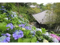 【神奈川県鎌倉市】鎌倉長谷寺のあじさい鑑賞を快適に楽しめる「あじさい券」をチェック！ネット予約も