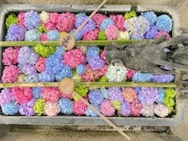 【京都府長岡京市】柳谷観音 楊谷寺で「あじさいウィーク」開催。多彩な企画や特別展示・限定授与品も！