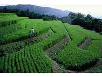 【静岡県浜松市】浜松発アパレル「HUIS」が 久留女木の棚田で綿花の種まきイベント開催！環境保全の取組み