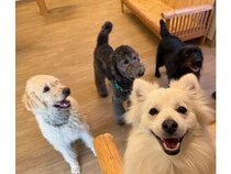 【東京都世田谷区】大型犬ふれあいカフェ「セラピーメイト」が介護施設併設の地域交流施設内に週末限定OPEN