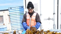 稚内でコンブ漁早採り　天日干しで磯の香り広がる