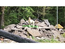 【青森県弘前市】「DOG FES IWAKI」に救助犬訓練士協会がブース初出店！国際救助犬ペアも登場予定