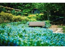 【兵庫県神戸市】「神⼾布引ハーブ園／ロープウェイ」のネモフィラが見ごろ！一面に淡いブルーが広がる